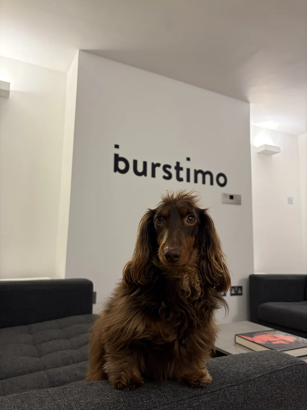 The office dog on a sofa below the Burstimo logo